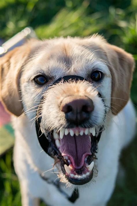 Mixed breed dog barking and growling - sound effect