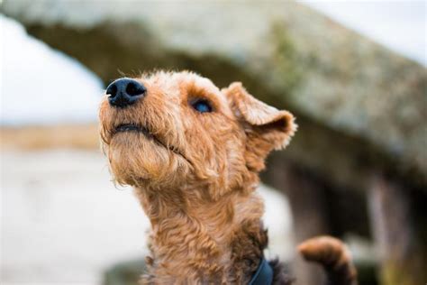 Terrier sneezes, kennel - sound effect