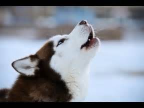 Restless huskies, barking and howling, ringing collars - sound effect