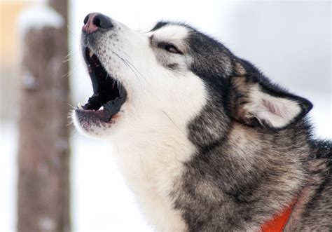 Restless huskies, barking and howling, ringing collars - sound effect