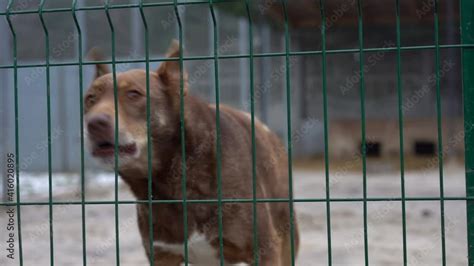 Dogs in enclosures, several dogs barking - sound effect