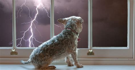 Dogs howl during a thunderstorm - sound effect