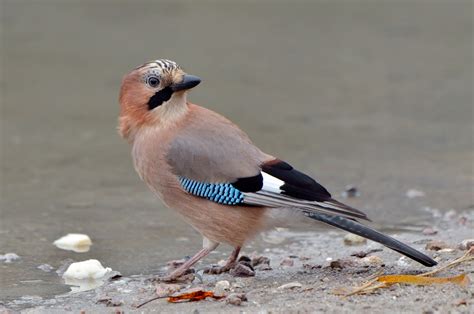 Garrulus glandarius - sound effect