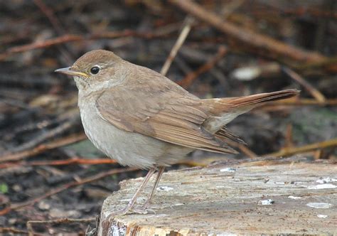 Thrush nightingale - sound effect