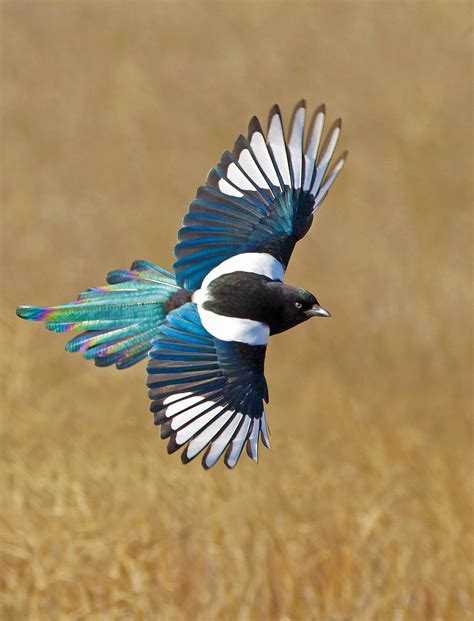 Eurasian magpie sound effect