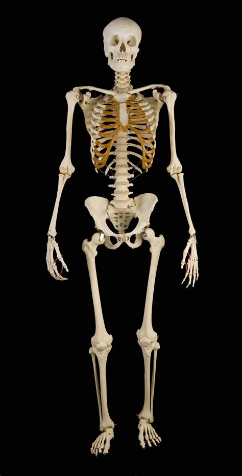 Human skeleton: bones - sound effect
