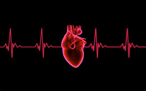 Heartbeat sound: fast, slow, slow to fast