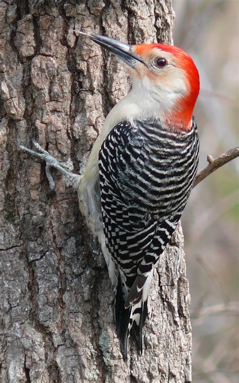 Woodpecker sound effects