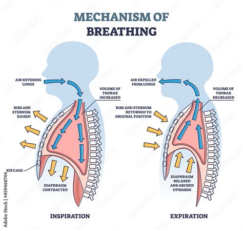 Sound of inhalation and exhalation