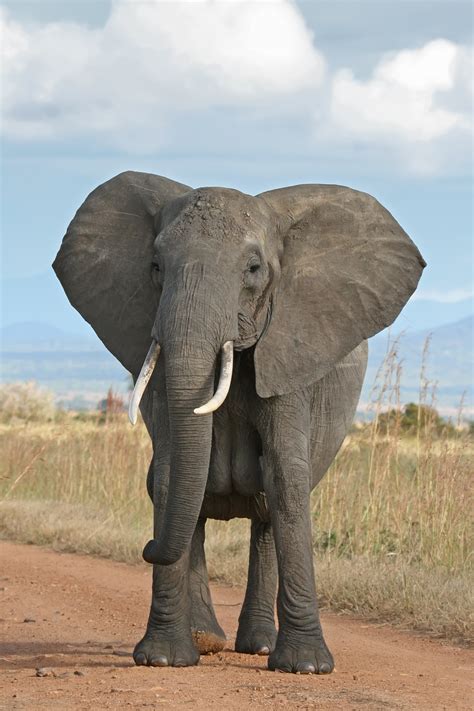 African elephants - sound effect