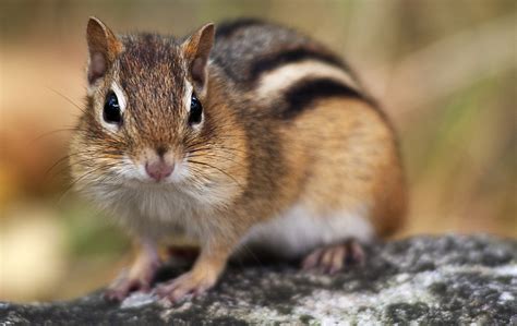 Chipmunk: rustic atmosphere - sound effect