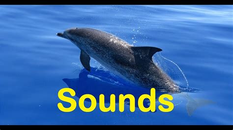 Voices of dolphins and sound of sea - sound effect