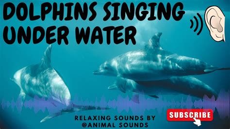 Voices of dolphins and sound of sea - sound effect