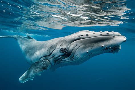 Humpback whale in captivity - sound effect