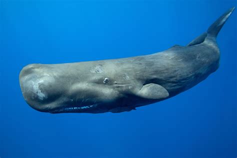 Sperm whale - sound effect