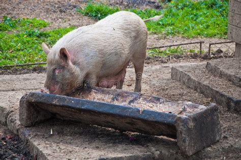 Pig feeding - sound effect