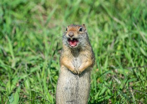 Barking prairie dog - sound effect