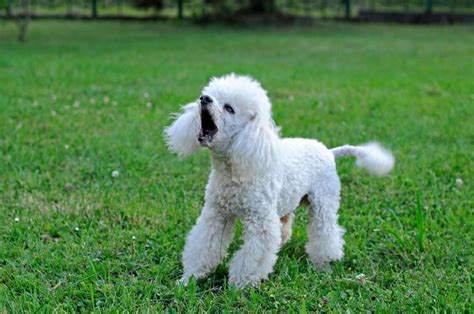 Barking poodle on the street - sound effect