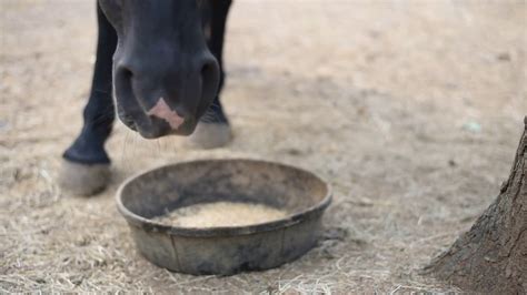 Horse eats oats - sound effect