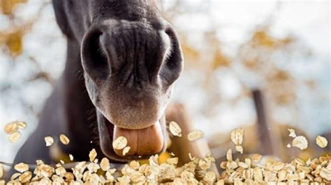 Horse eats oats - sound effect