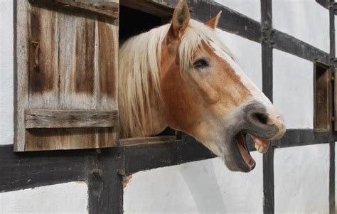 Horse neighing in the stall - sound effect