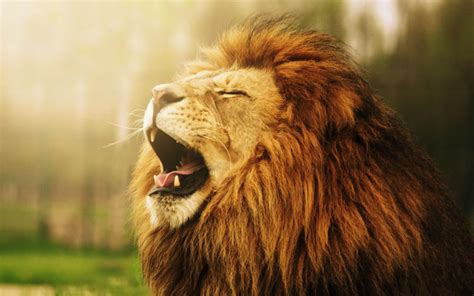 Lion roar - sound effect