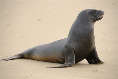 Sea lions - sound effect