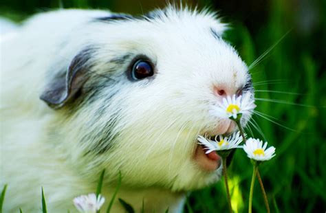 Guinea pigs - sound effect