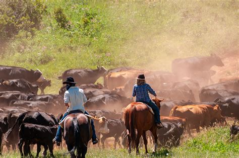 Cattle drive - sound effect