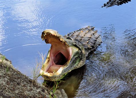 Crocodile growl - sound effect