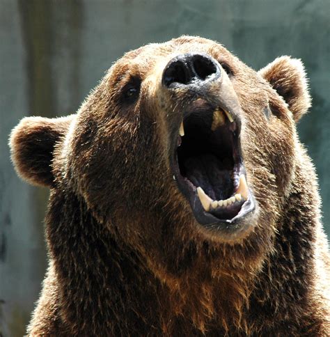Bear growl - sound effect