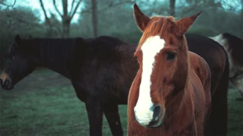 Neighing and snorting horses - sound effect