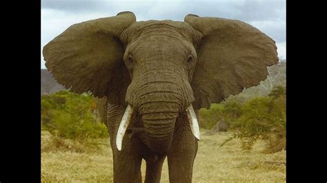 Trumpeting elephant: birds in the background - sound effect