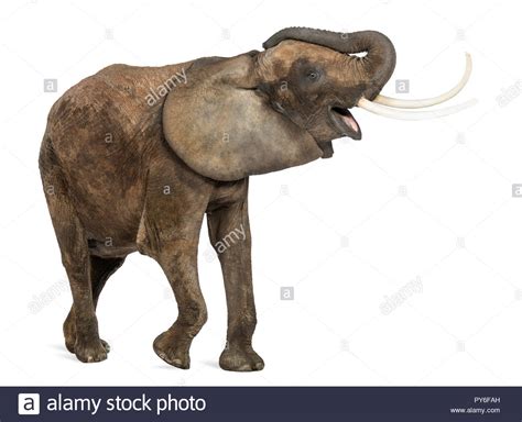 Trumpeting elephant: birds in the background - sound effect