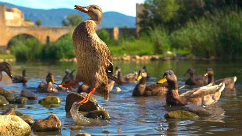 Duck on the river makes a sound