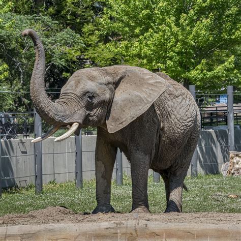 At the zoo: chimpanzees, zebras, elephants, rhino, bear - sound effect