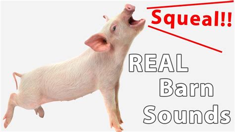 Pig squeal - sound effect