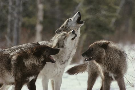 Howl and bark of a pack of wolves - sound effect