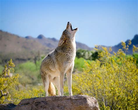 Coyote howl - sound effect