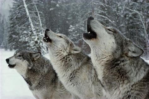 Wolf howl, other wolves in the distance - sound effect