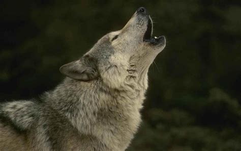 Wolf howls, other wolves respond - sound effect
