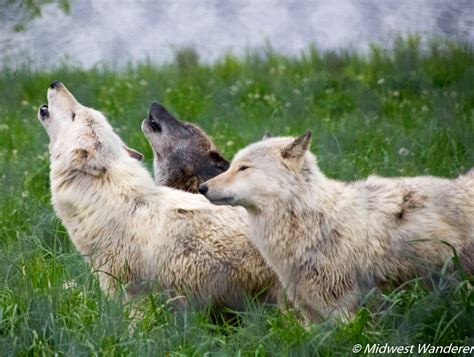 Wolf howls, other wolves respond - sound effect