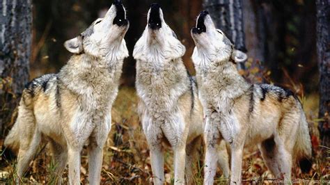 Wolves howl, big pack - sound effect