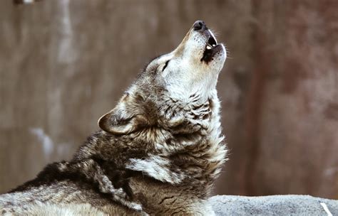Wolves howling, small pack - sound effect