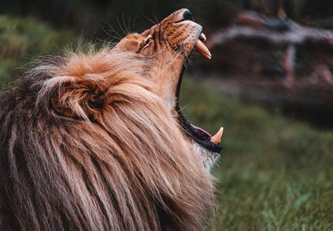 Animal roar - sound effect