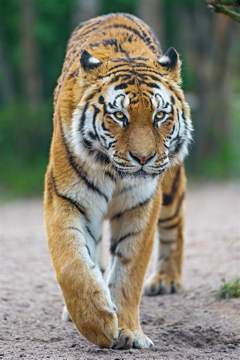 Sound of a tigress