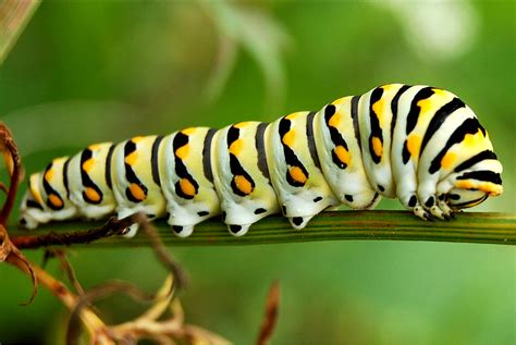 Caterpillars sound effects