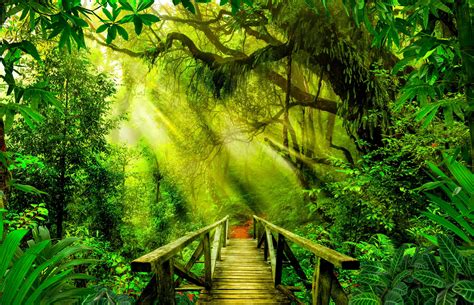 Asian rainforest - sound effect