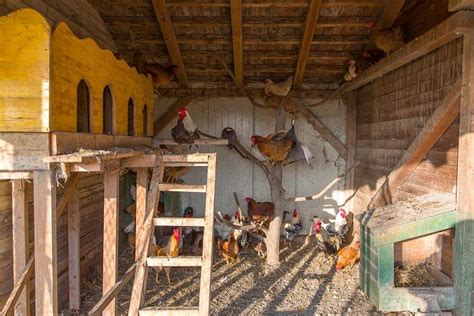 Inside a barn with hens and chickens - sound effect