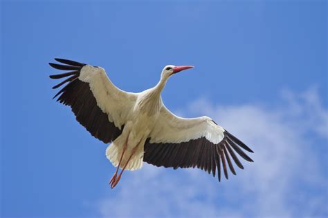 Ciconia bird - sound effect